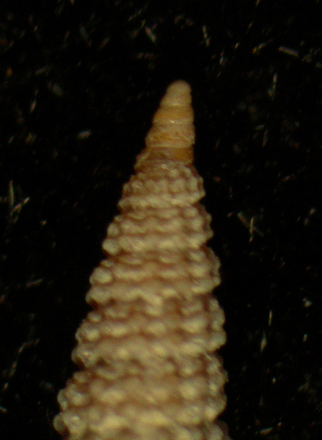 Cerithiopsis tubercularis